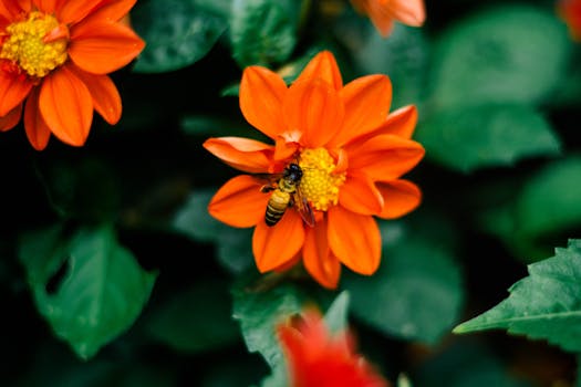 a vibrant pollinator garden