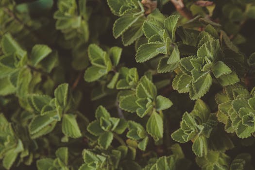 natural garden remedies