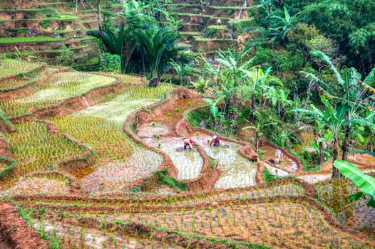 person tending to a garden