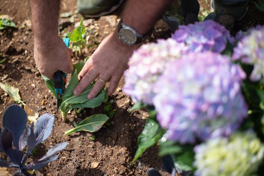 person tending to plants in a garden