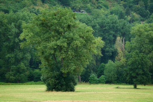 lush green park with trees
