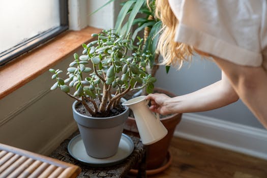 image of a person watering their plants
